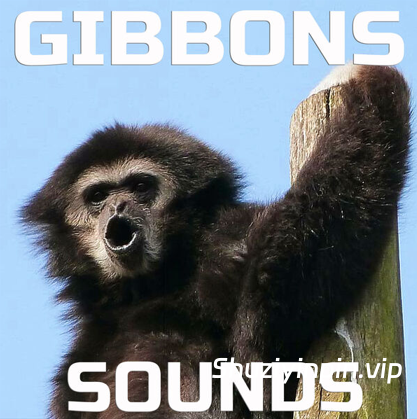 [长臂猿音效FX素材] Cloud Nine Records Gibbons Sounds [FLAC]（79MB）