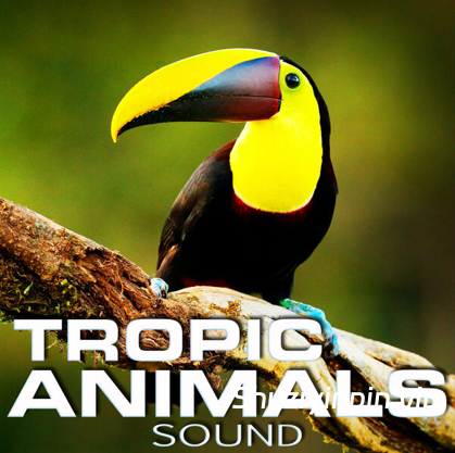 [热带动物音效FX素材] Cloud Nine Records Tropic Animals Sound [FLAC]