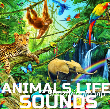 [野生动物音效FX素材] Cloud Nine Records Animals Life Sounds [FLAC]