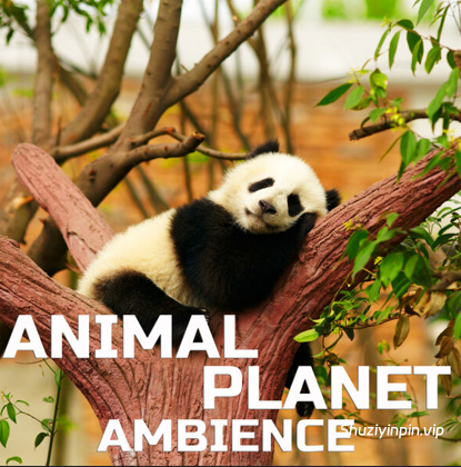 [动物音效FX素材]Cloud Nine Records Animal Planet Ambience [FLAC]
